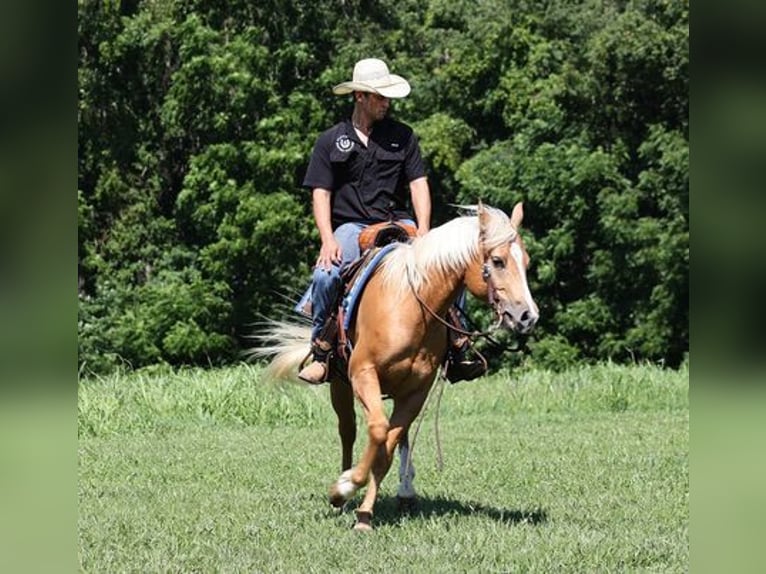 Caballo cuarto de milla Caballo castrado 8 años 152 cm Palomino in Mount Vernon, KY