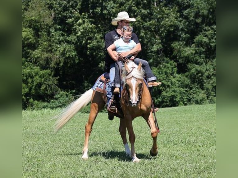 Caballo cuarto de milla Caballo castrado 8 años 152 cm Palomino in Mount Vernon, KY