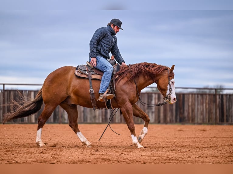Caballo cuarto de milla Caballo castrado 8 años 152 cm in Waco, TX