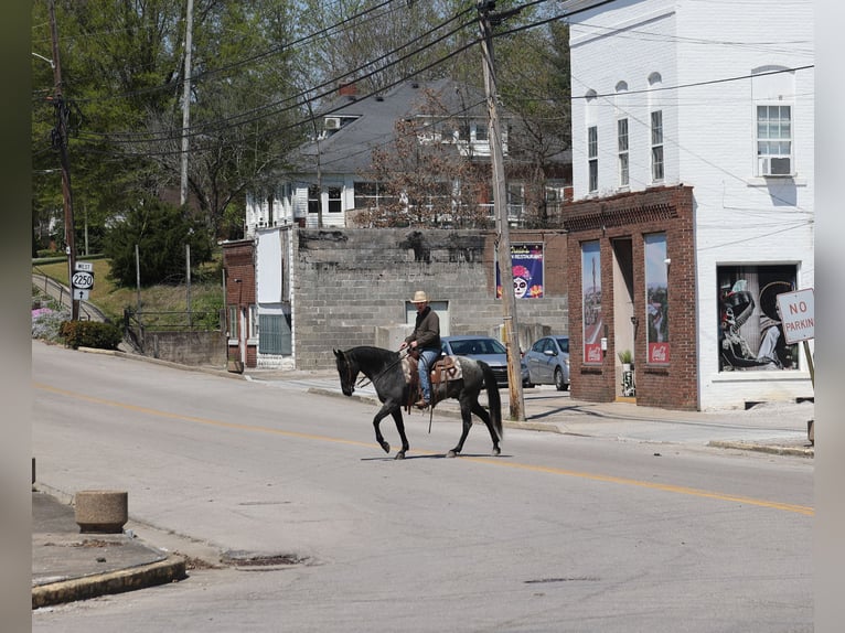 Caballo cuarto de milla Caballo castrado 8 años 152 cm Ruano azulado in Mount Vernon, KY