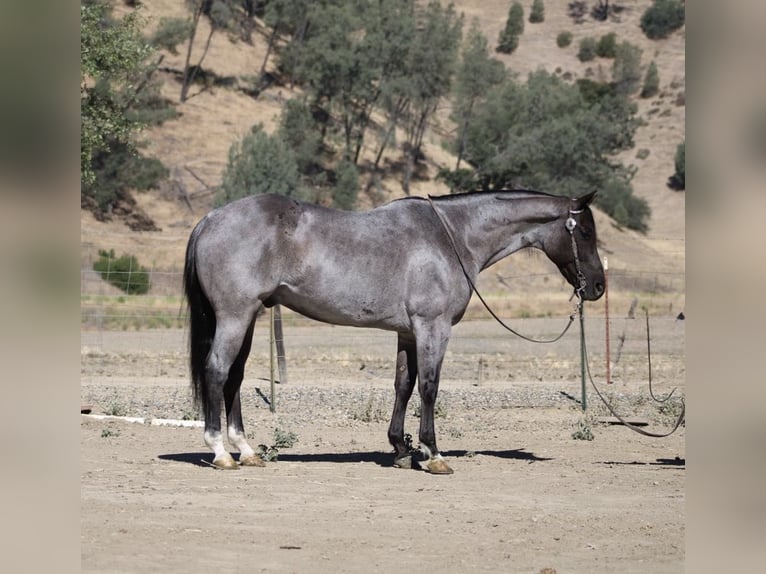 Caballo cuarto de milla Caballo castrado 8 años 152 cm Ruano azulado in Paicines CA