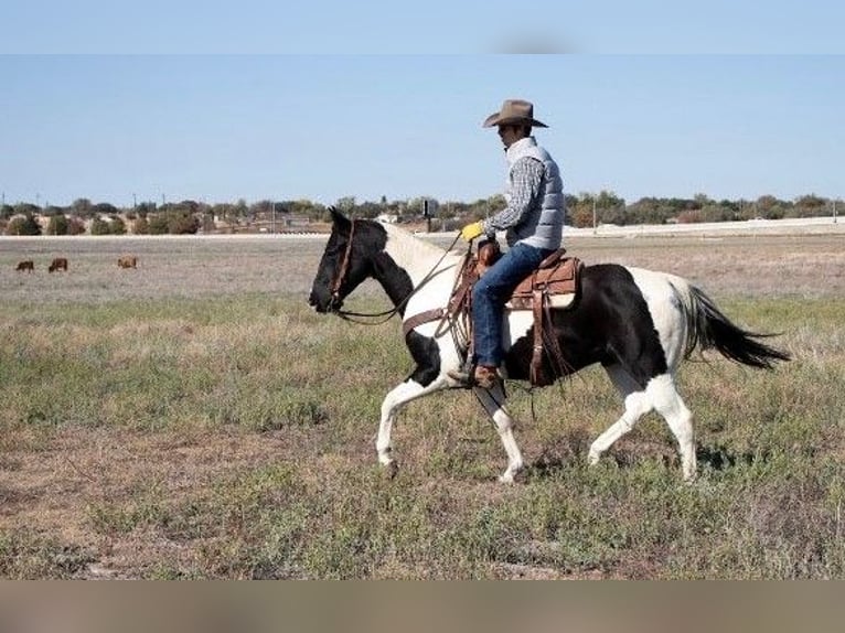 Caballo cuarto de milla Caballo castrado 8 años 152 cm Tobiano-todas las-capas in Amarillo TX