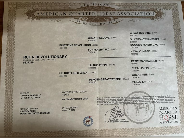 Caballo cuarto de milla Caballo castrado 8 años 152 cm Tordo in Mountain Grove MO