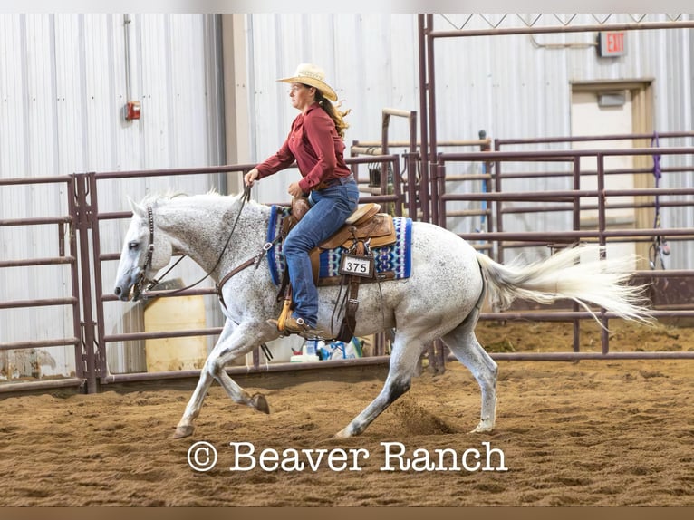 Caballo cuarto de milla Caballo castrado 8 años 152 cm Tordo in Mountain Grove MO