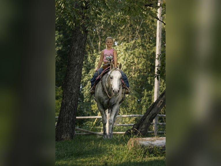 Caballo cuarto de milla Caballo castrado 8 años 152 cm Tordo in Sedalia