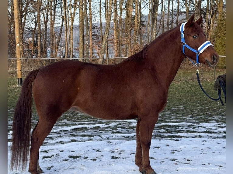Caballo cuarto de milla Mestizo Caballo castrado 8 años 153 cm Alazán in Fuchstal
