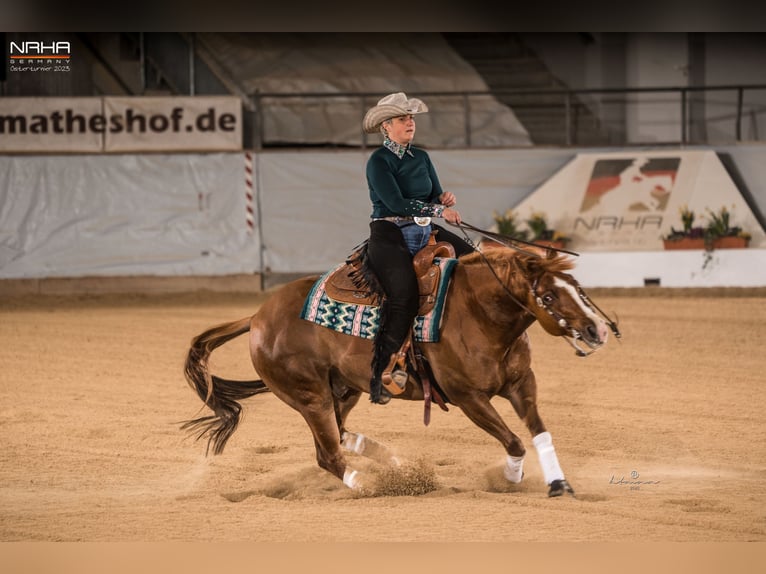 Caballo cuarto de milla Caballo castrado 8 años 155 cm Alazán in Parkstein