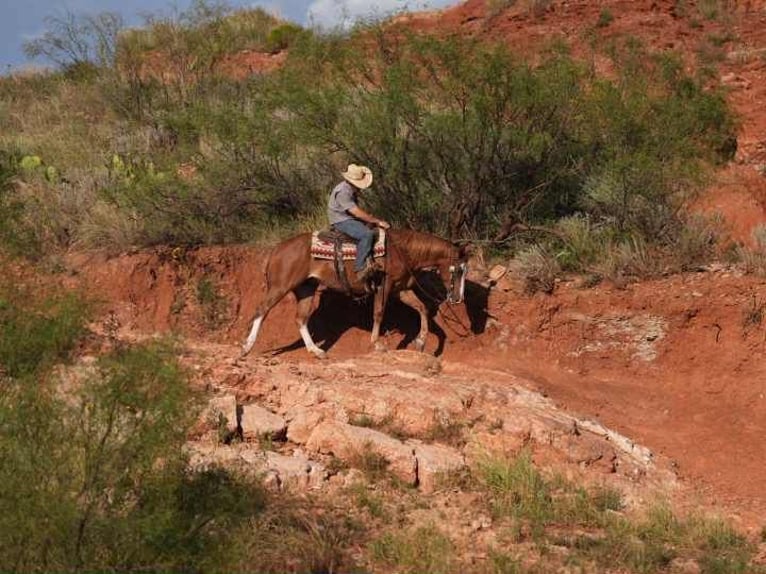 Caballo cuarto de milla Caballo castrado 8 años 155 cm Alazán rojizo in Canyon