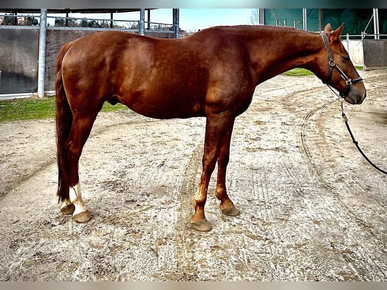 Caballo cuarto de milla Caballo castrado 8 años 155 cm Alazán-tostado in Gorzano