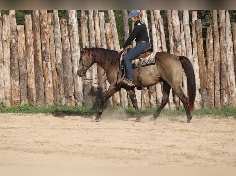 Caballo cuarto de milla Caballo castrado 8 años 155 cm Buckskin/Bayo in Athens