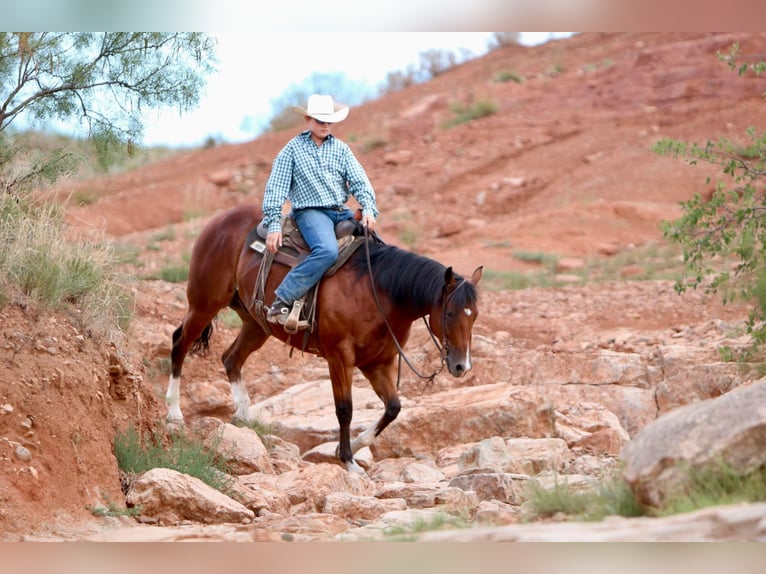 Caballo cuarto de milla Caballo castrado 8 años 155 cm Castaño rojizo in Canyon TX