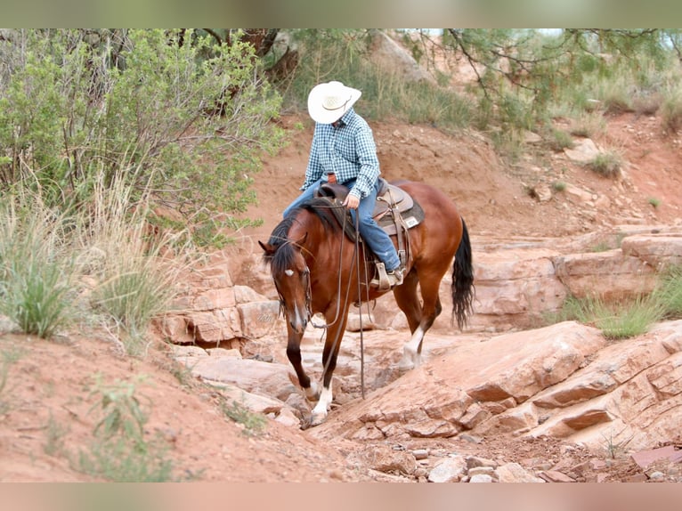 Caballo cuarto de milla Caballo castrado 8 años 155 cm Castaño rojizo in Canyon TX