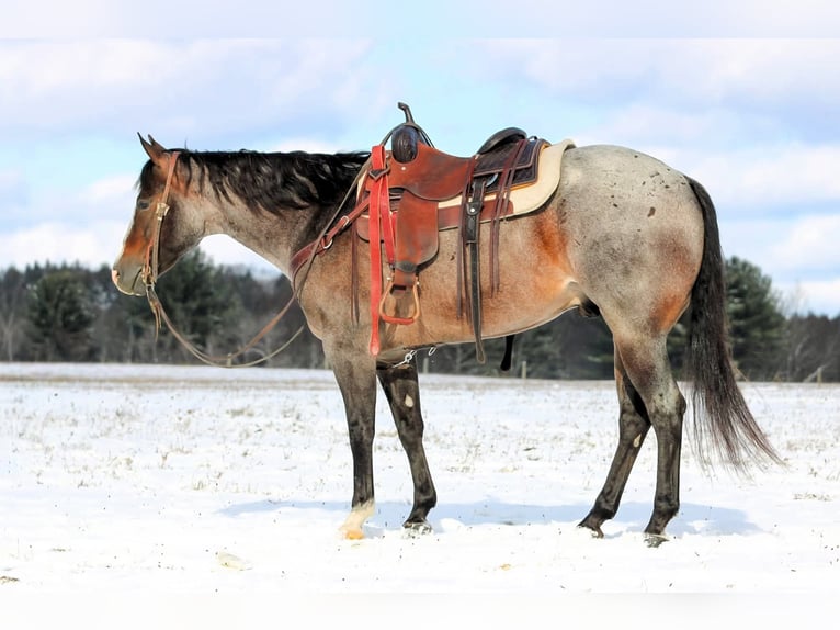 Caballo cuarto de milla Caballo castrado 8 años 155 cm Castaño-ruano in Clarion