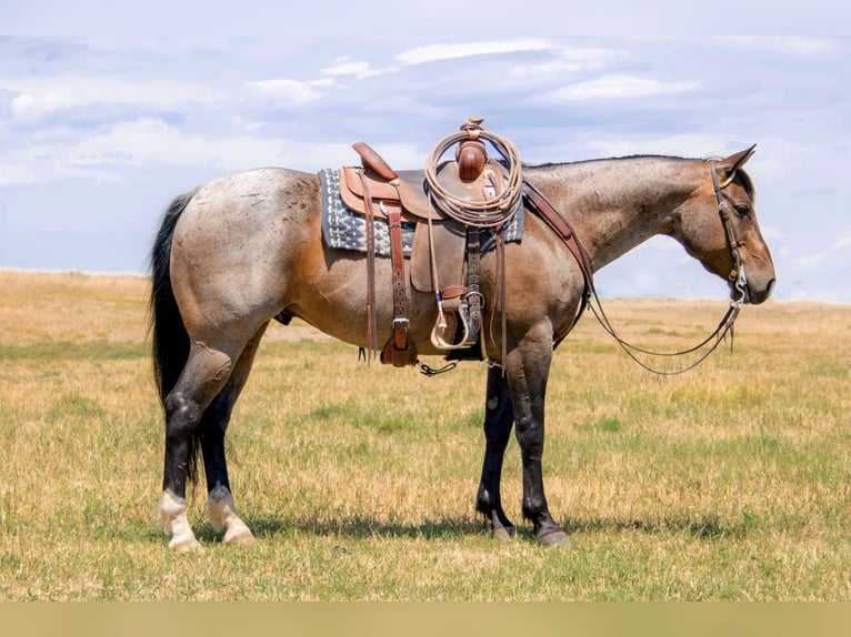 Caballo cuarto de milla Caballo castrado 8 años 155 cm Castaño-ruano in Saint Anthony, ID