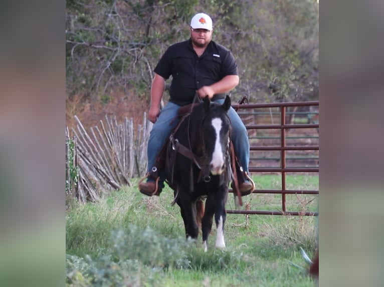 Caballo cuarto de milla Caballo castrado 8 años 155 cm Negro in Lipan TX