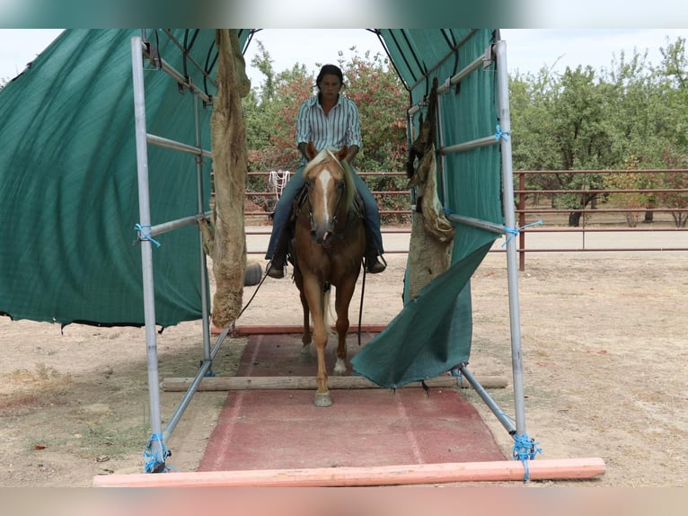 Caballo cuarto de milla Caballo castrado 8 años 155 cm Palomino in Pleasant Grove CA