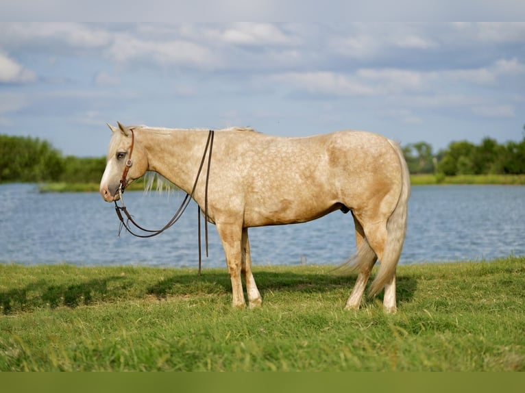 Caballo cuarto de milla Caballo castrado 8 años 155 cm Palomino in Pilot Point, TX