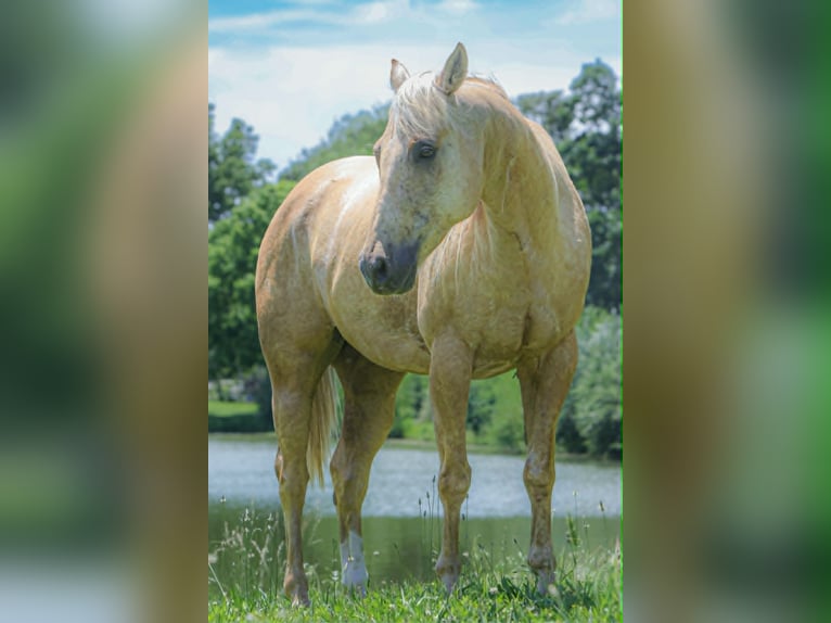 Caballo cuarto de milla Caballo castrado 8 años 155 cm Palomino in Salem
