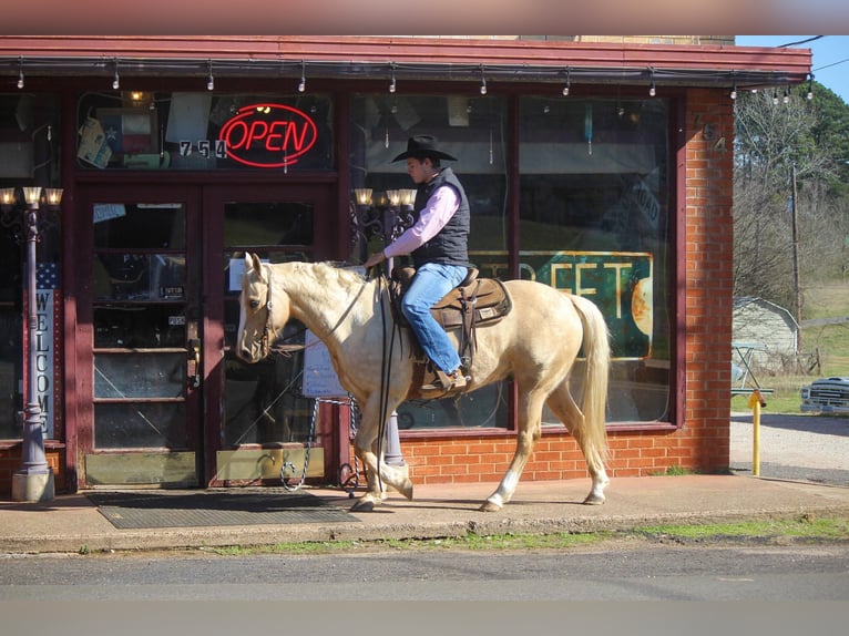 Caballo cuarto de milla Caballo castrado 8 años 155 cm Palomino in Rusk TX