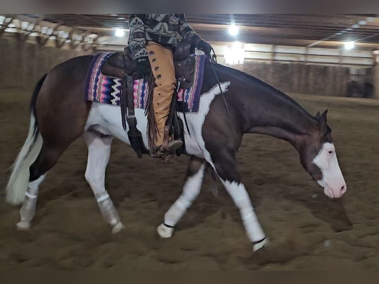 Caballo cuarto de milla Caballo castrado 8 años 155 cm in Robards, KY