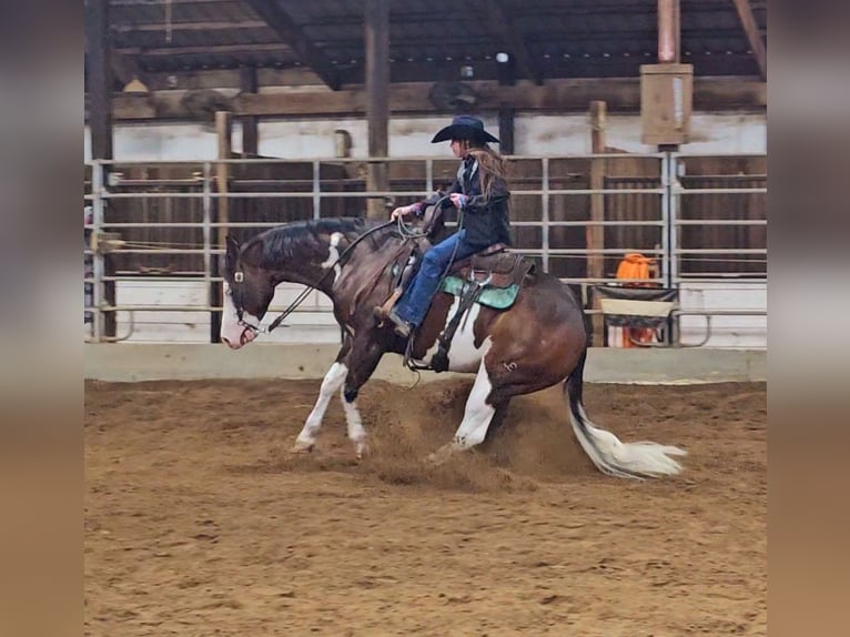 Caballo cuarto de milla Caballo castrado 8 años 155 cm in Robards, KY