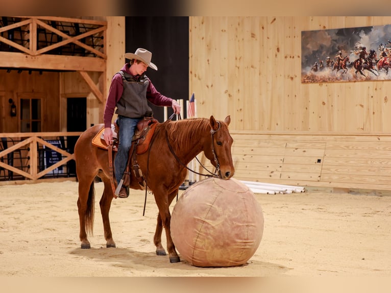 Caballo cuarto de milla Caballo castrado 8 años 155 cm Ruano alazán in Needmore