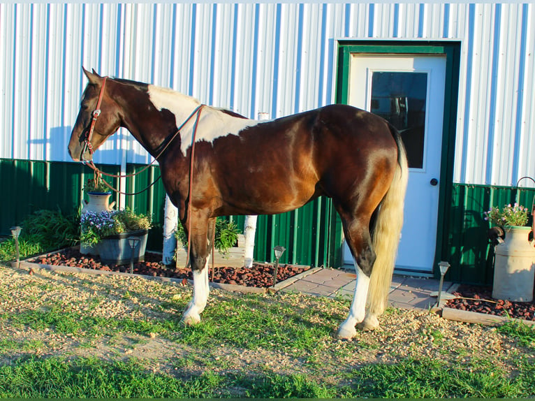 Caballo cuarto de milla Caballo castrado 8 años 155 cm Tobiano-todas las-capas in Charlotte IA