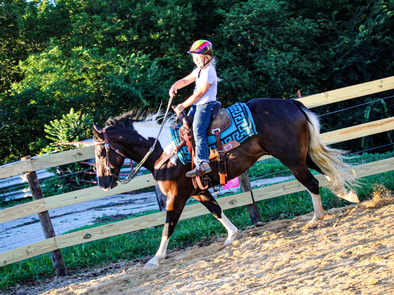 Caballo cuarto de milla Caballo castrado 8 años 155 cm Tobiano-todas las-capas in Charlotte IA