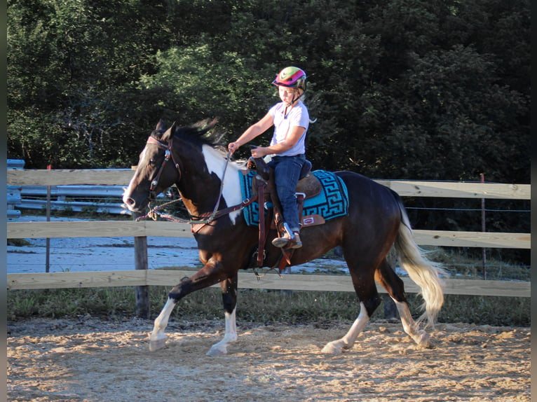 Caballo cuarto de milla Caballo castrado 8 años 155 cm Tobiano-todas las-capas in Charlotte IA