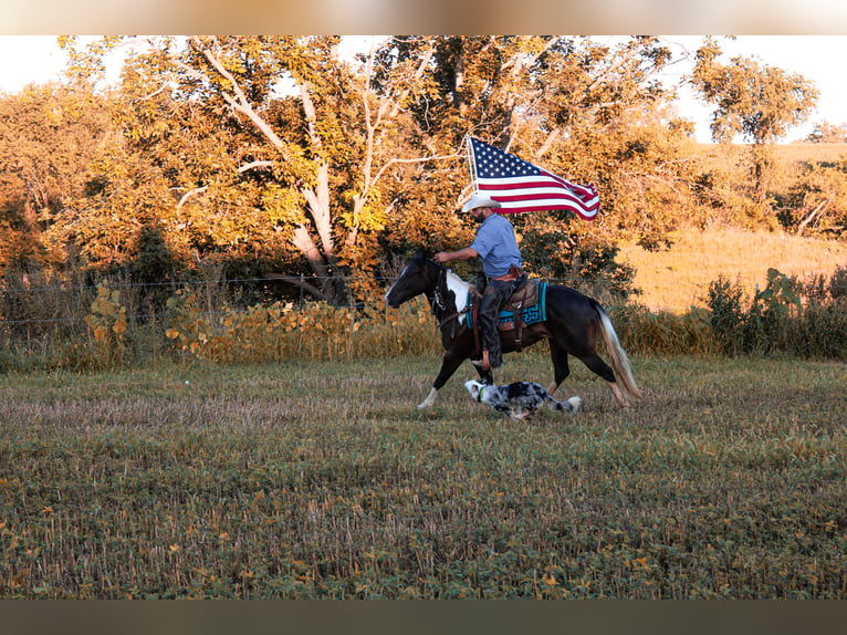 Caballo cuarto de milla Caballo castrado 8 años 155 cm Tobiano-todas las-capas in Charlotte IA