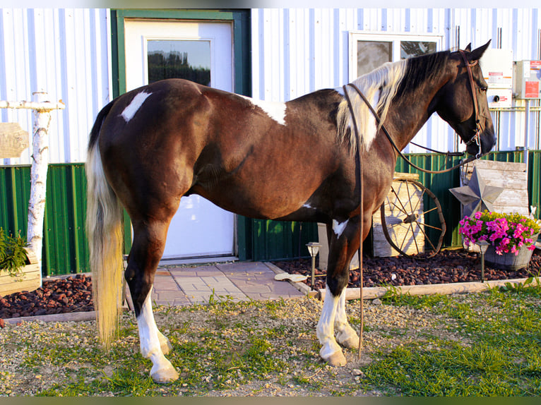 Caballo cuarto de milla Caballo castrado 8 años 155 cm Tobiano-todas las-capas in Charlotte IA