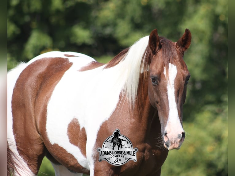 Caballo cuarto de milla Caballo castrado 8 años 155 cm Tobiano-todas las-capas in Mount Vernon KY
