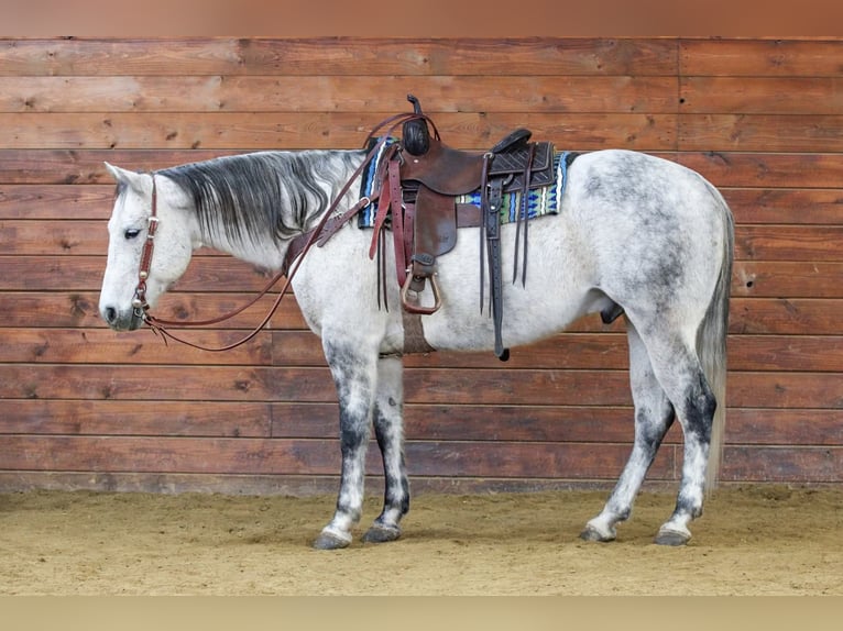 Caballo cuarto de milla Caballo castrado 8 años 155 cm Tordo in Clarion