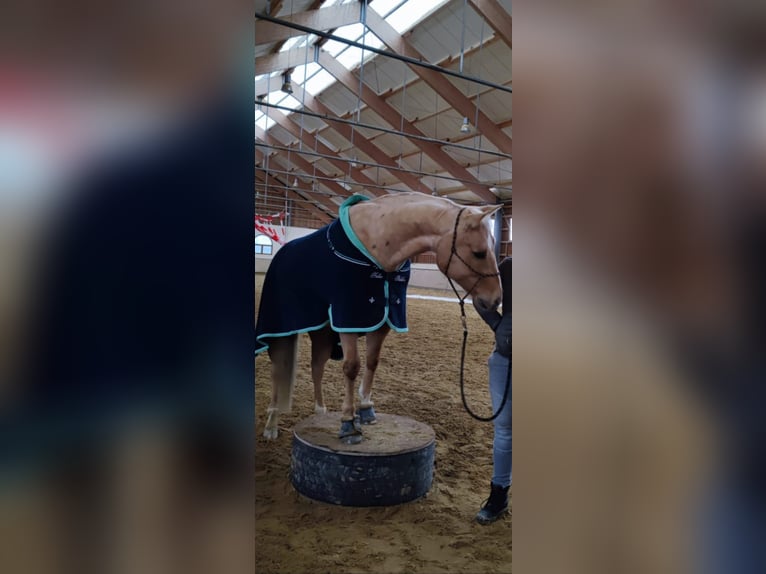 Caballo cuarto de milla Caballo castrado 8 años 156 cm Palomino in Ihrlerstein