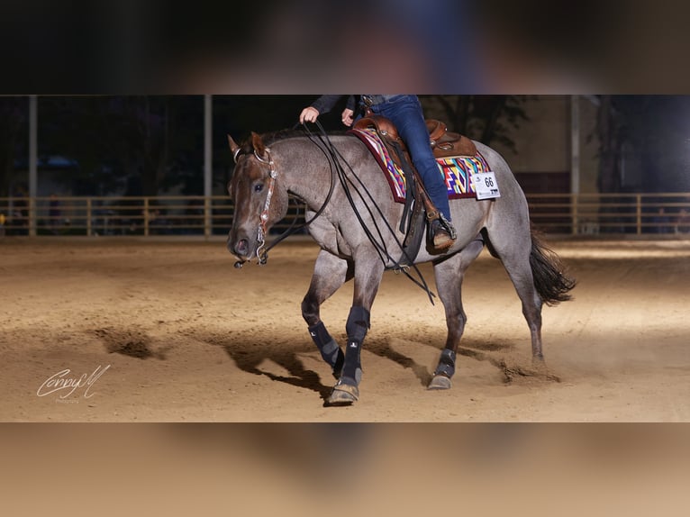 Caballo cuarto de milla Caballo castrado 8 años 156 cm Ruano alazán in Ober&#xF6;sterreich