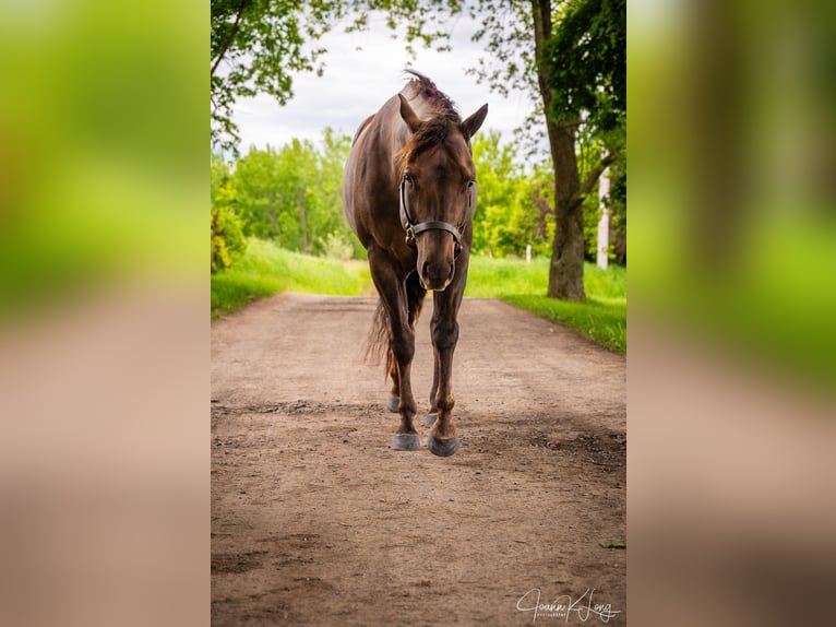 Caballo cuarto de milla Caballo castrado 8 años 157 cm Alazán-tostado in Fairport, NY