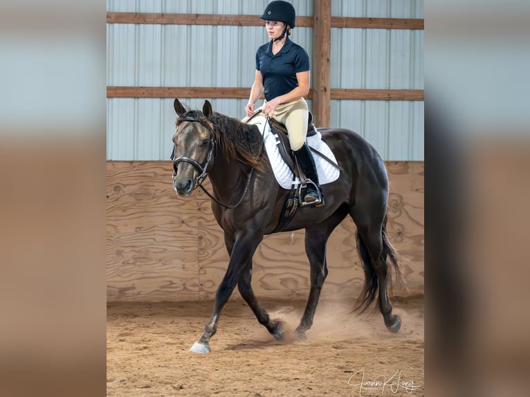 Caballo cuarto de milla Caballo castrado 8 años 157 cm Alazán-tostado in Fairport, NY