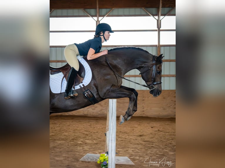 Caballo cuarto de milla Caballo castrado 8 años 157 cm Alazán-tostado in Fairport, NY
