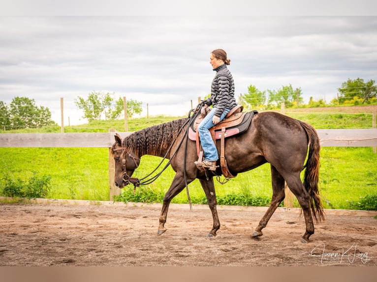 Caballo cuarto de milla Caballo castrado 8 años 157 cm Alazán-tostado in Fairport, NY
