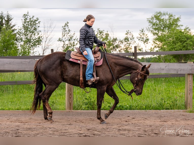 Caballo cuarto de milla Caballo castrado 8 años 157 cm Alazán-tostado in Fairport, NY