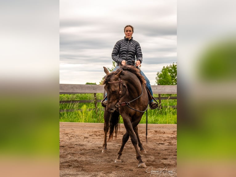Caballo cuarto de milla Caballo castrado 8 años 157 cm Alazán-tostado in Fairport, NY