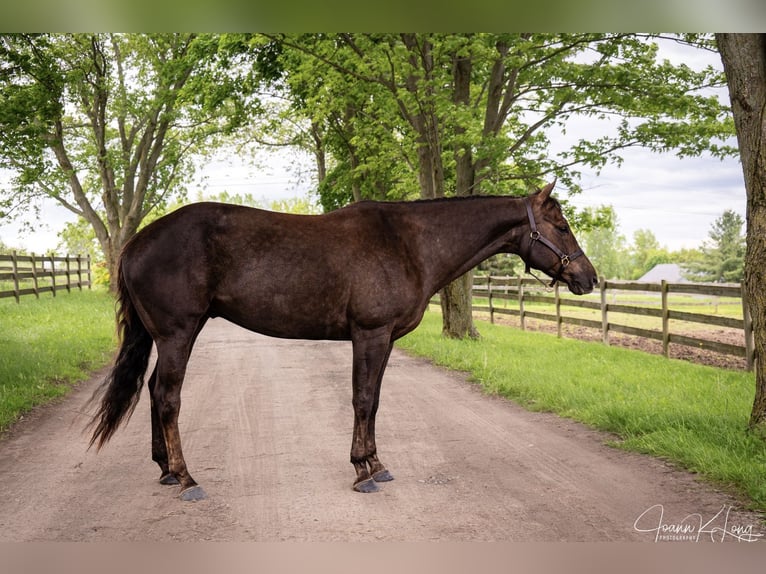 Caballo cuarto de milla Caballo castrado 8 años 157 cm Alazán-tostado in Fairport, NY
