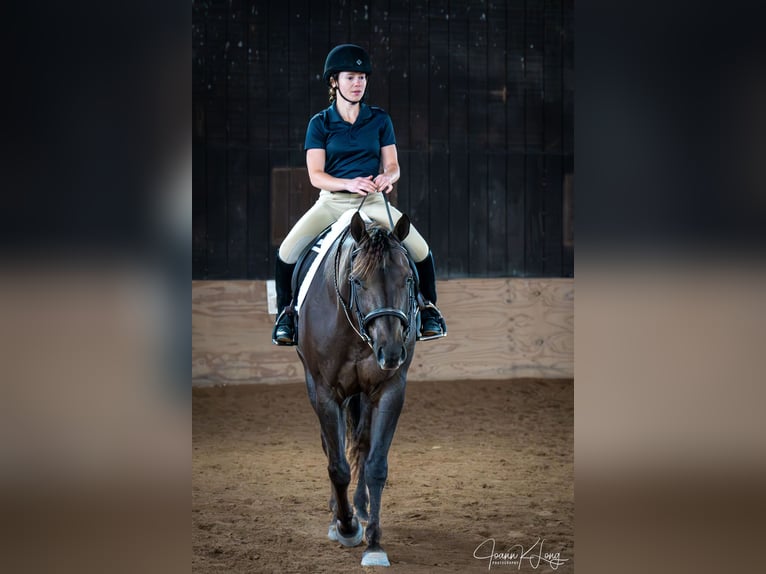 Caballo cuarto de milla Caballo castrado 8 años 157 cm Alazán-tostado in Fairport, NY