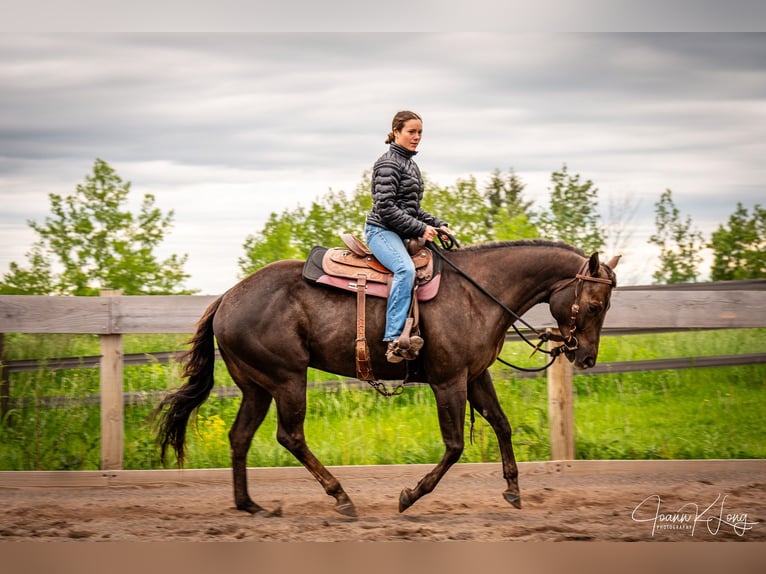 Caballo cuarto de milla Caballo castrado 8 años 157 cm Alazán-tostado in Fairport, NY