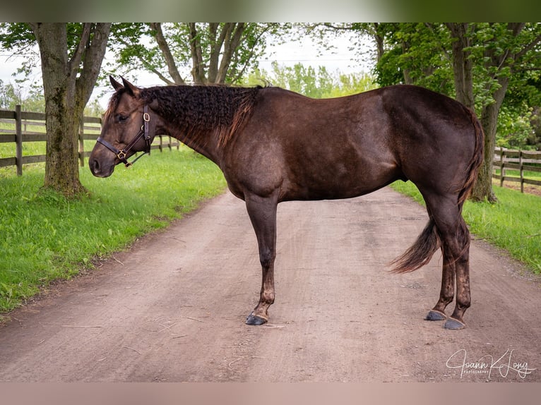 Caballo cuarto de milla Caballo castrado 8 años 157 cm Alazán-tostado in Fairport, NY