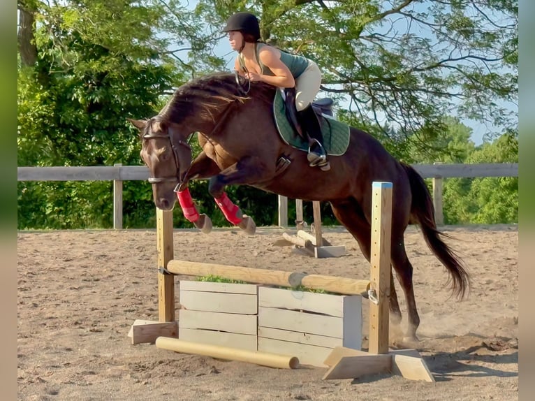 Caballo cuarto de milla Caballo castrado 8 años 157 cm Alazán-tostado in Fairport, NY