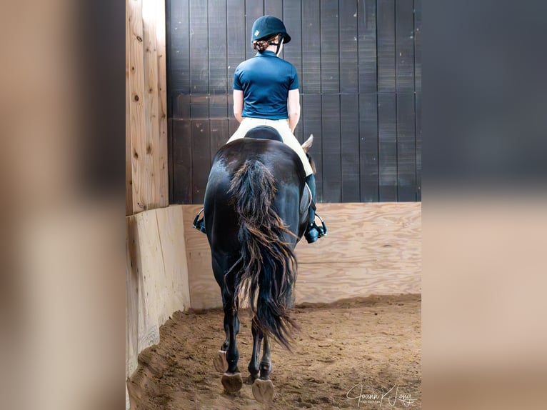 Caballo cuarto de milla Caballo castrado 8 años 157 cm Alazán-tostado in Fairport, NY