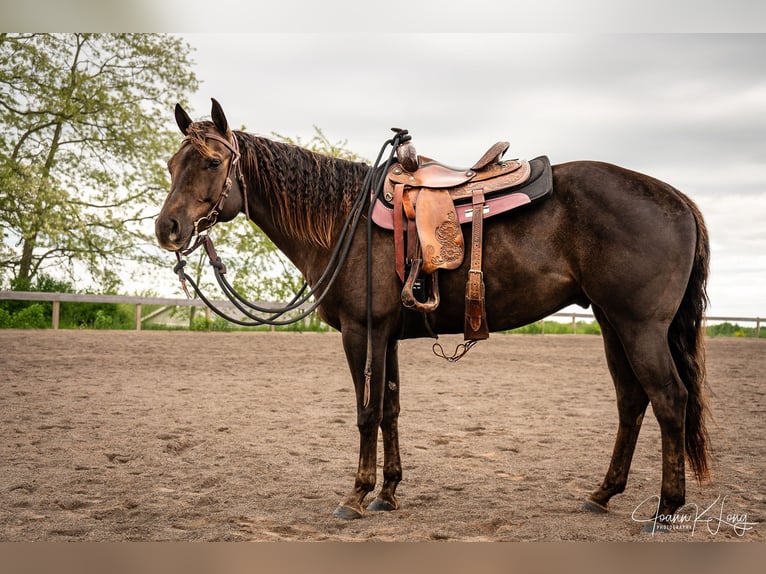 Caballo cuarto de milla Caballo castrado 8 años 157 cm Alazán-tostado in Fairport, NY