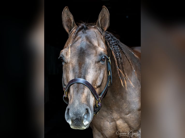 Caballo cuarto de milla Caballo castrado 8 años 157 cm Alazán-tostado in Fairport, NY