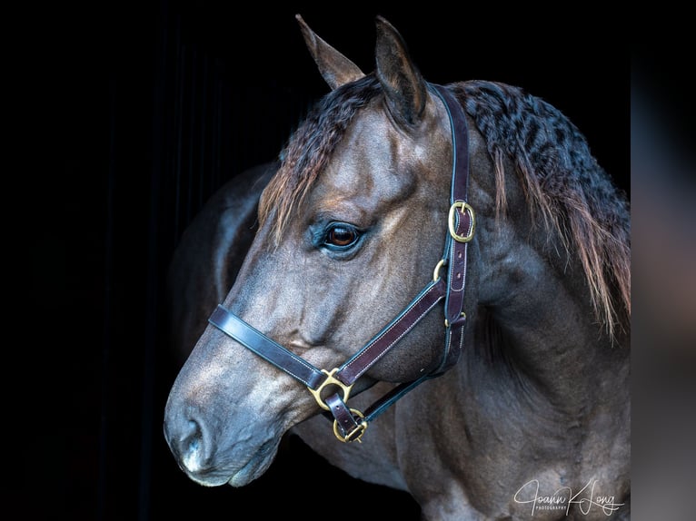 Caballo cuarto de milla Caballo castrado 8 años 157 cm Alazán-tostado in Fairport, NY